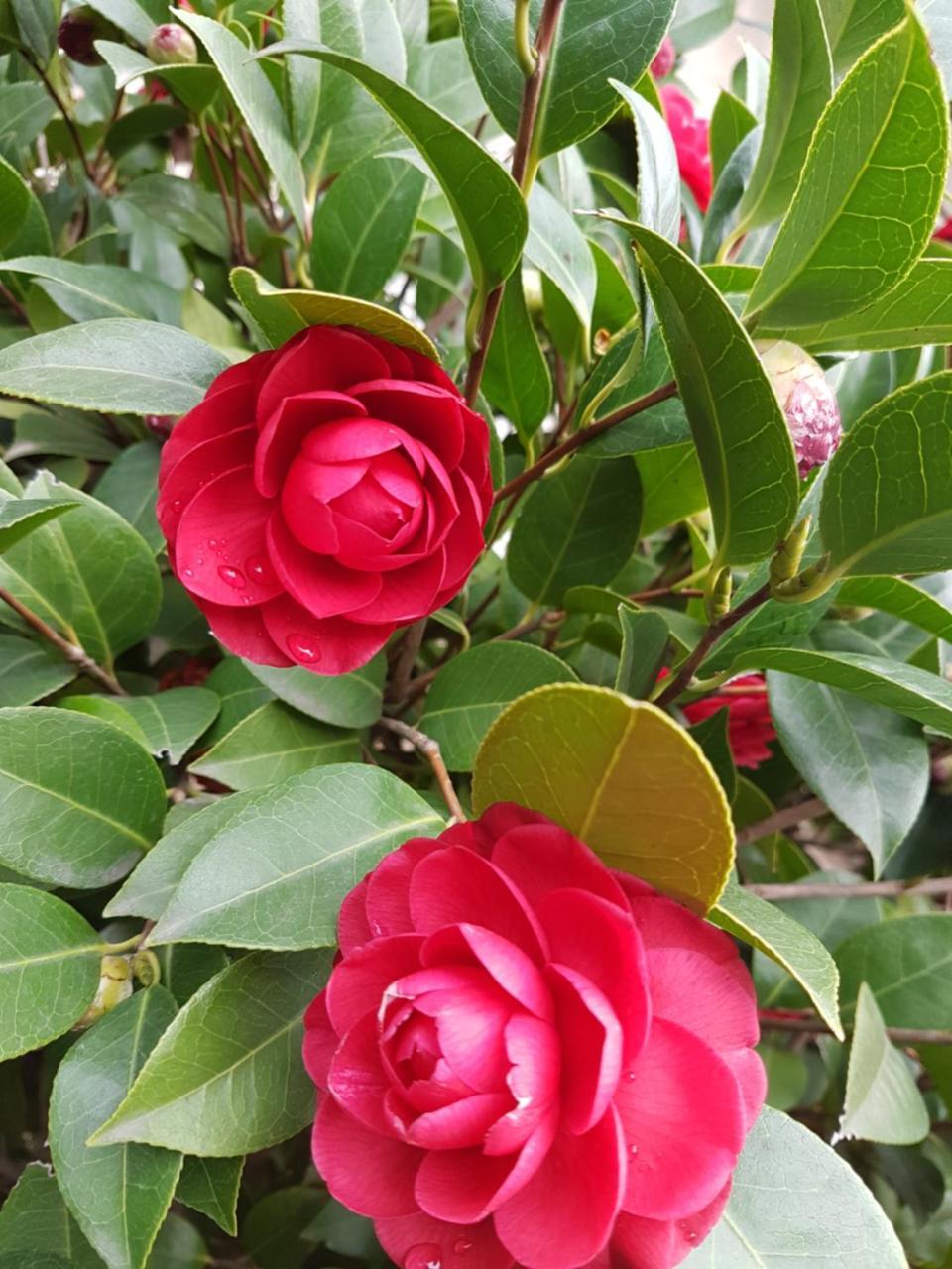 Il Giardino Di Vico Neve Bed & Breakfast Naples Luaran gambar