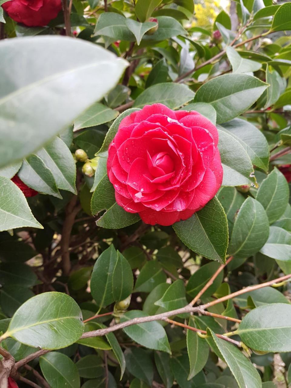 Il Giardino Di Vico Neve Bed & Breakfast Naples Luaran gambar